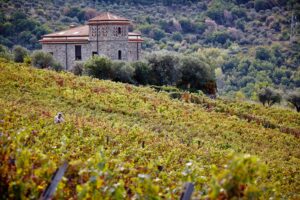 Viticoltori De Conciliis - Vigna e paesaggio