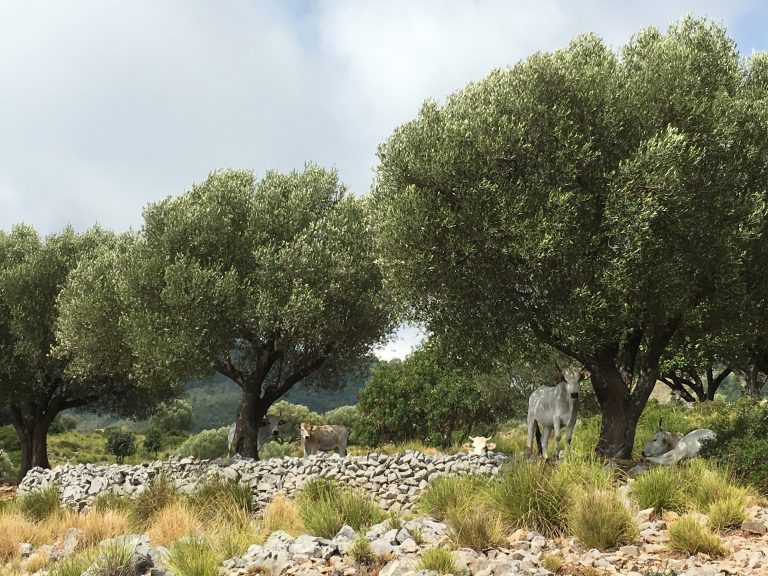 Le risorse del Cilento