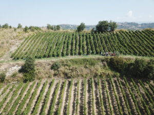 Viticoltori De Conciliis - Vigneto e paesaggio