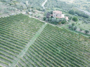 Viticoltori De Conciliis - Vigneto e paesaggio