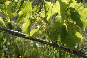 Viticoltori De Conciliis - In vigna