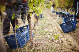 Viticoltori De Conciliis - vigne